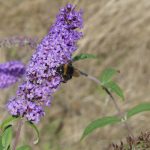 Wildbienen und andere Brummer - Naturkundliche Wanderung in der Rekultivierung Garzweiler