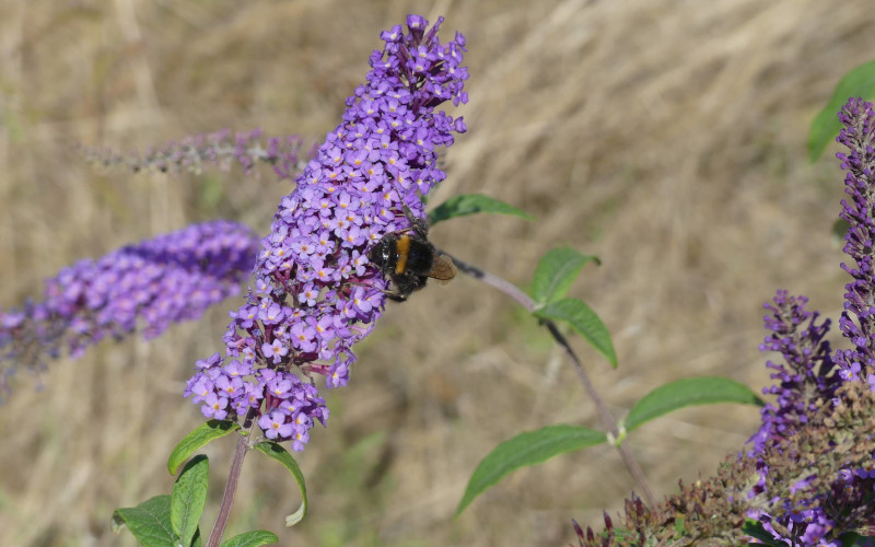 Wildbienen und andere Brummer - Naturkundliche Wanderung in der Rekultivierung Garzweiler