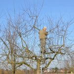 Fachgerechtes Schneiden von Obstbäumen