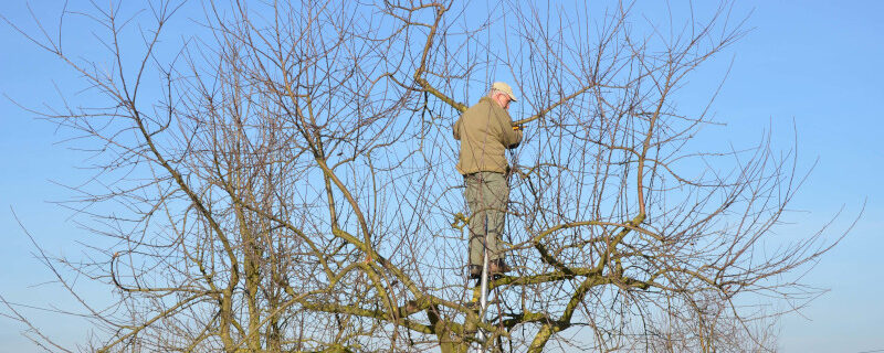 Fachgerechtes Schneiden von Obstbäumen