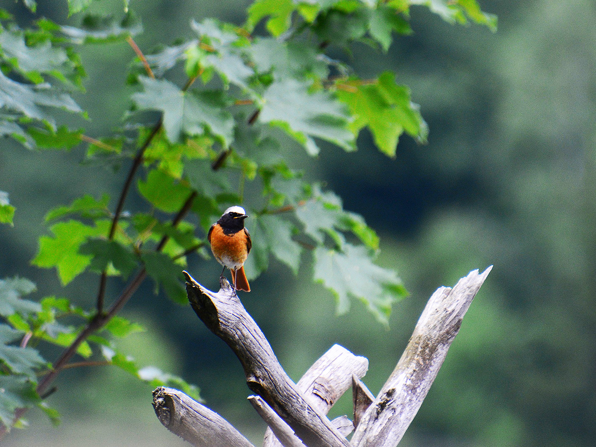 Vogelstimmenkurs 3 - Für Fortgeschrittene