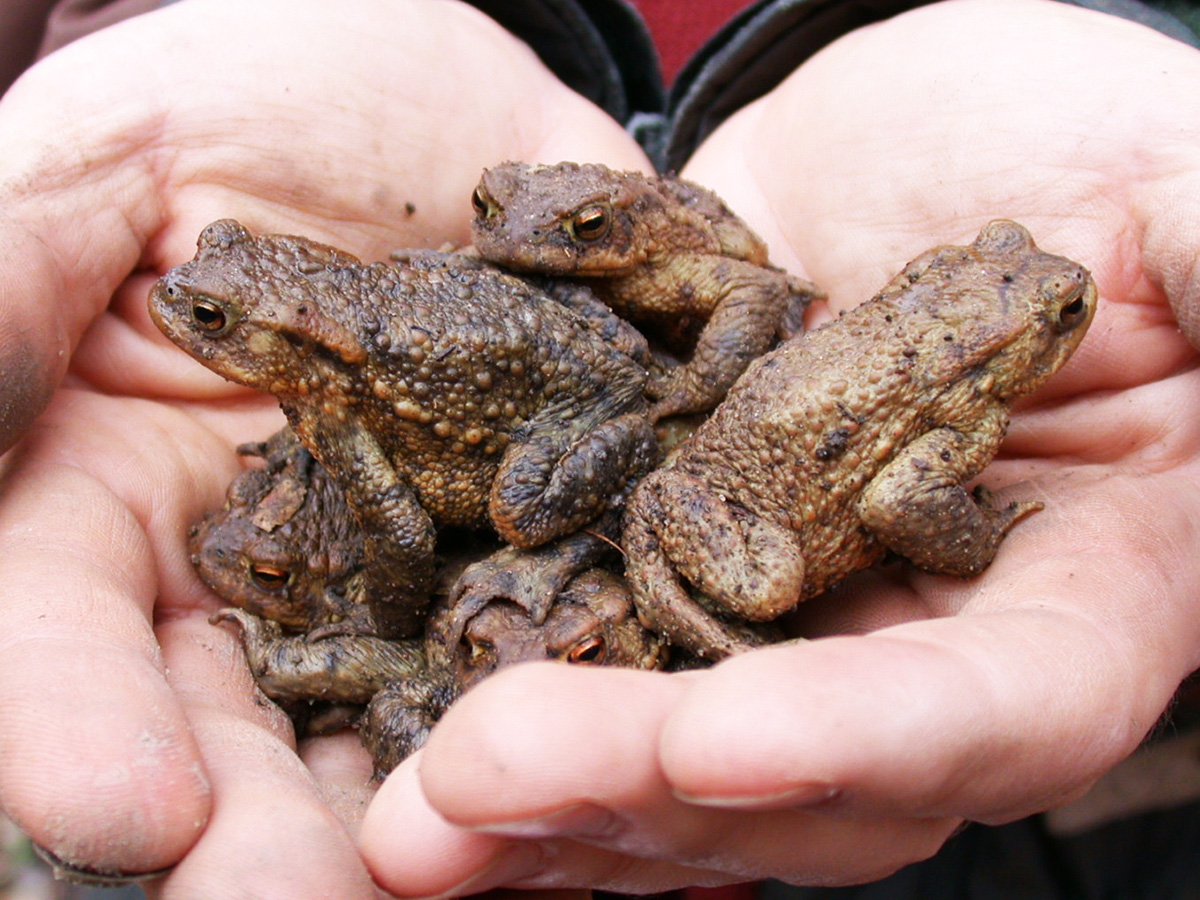 Erdkröten in Hand