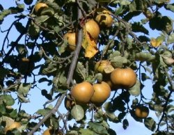 Äpfel