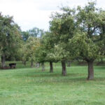 Mitmachtag der Biologischen Stationen: Apfelernte auf dem Annaberger Feld