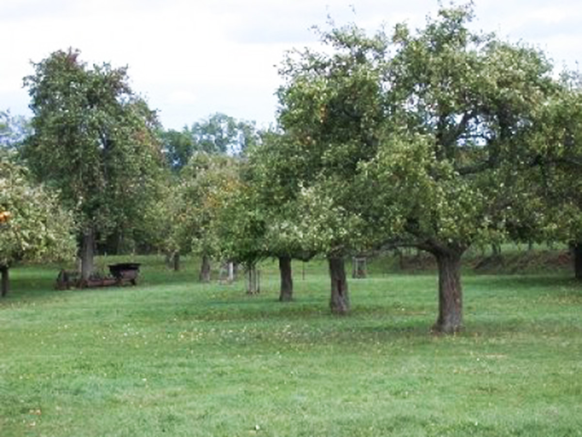 alter-streuobstbestand-450x337