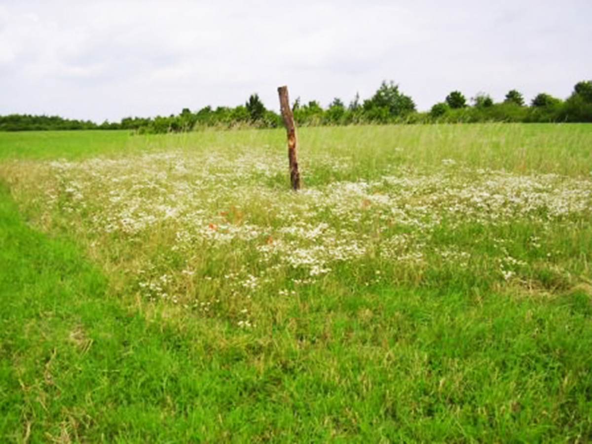 einsaatquadrate_peters_juni_2005_012_klein-451x336