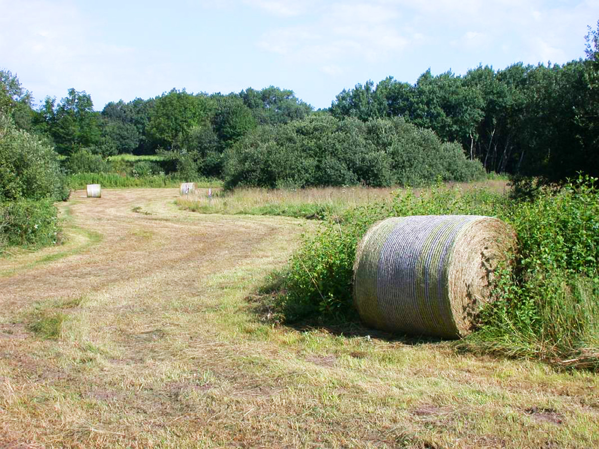 kohlkaul_20_2012-08-03