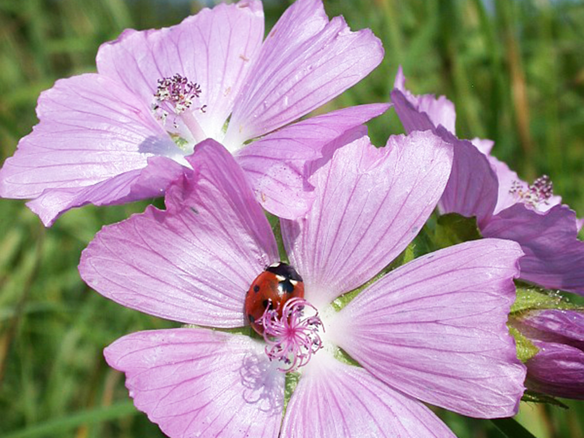 malva-moschata-marienkaefer-37-buesdorf-11-9-06