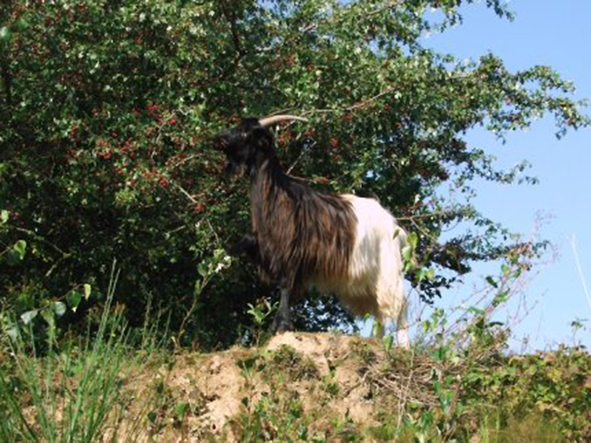 schwarzhalsziege_friesheimerbusch_klein-432x323