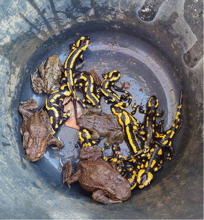 Amphibien im Fangeimer