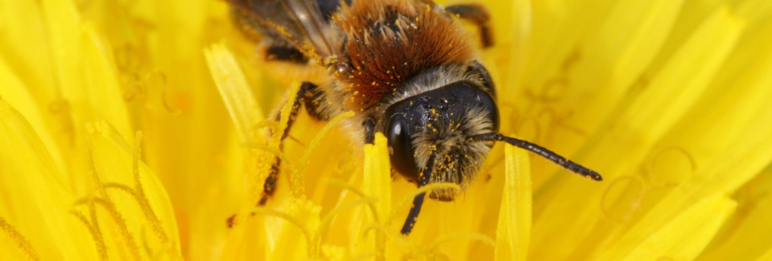 Wildbienen und andere Brummer – Naturkundliche Wanderung in der Rekultivierung Garzweiler