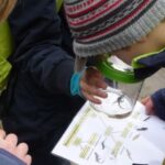 Becherlupenexkursion für kleine Naturforscher*innen am Peringsmaar