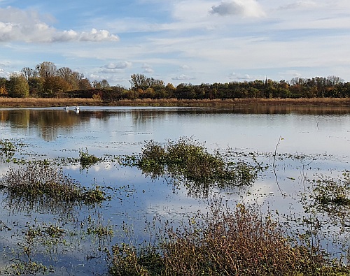 Exkursion durch das Naturschutzgebiet Ehemalige Klärteiche Bedburg