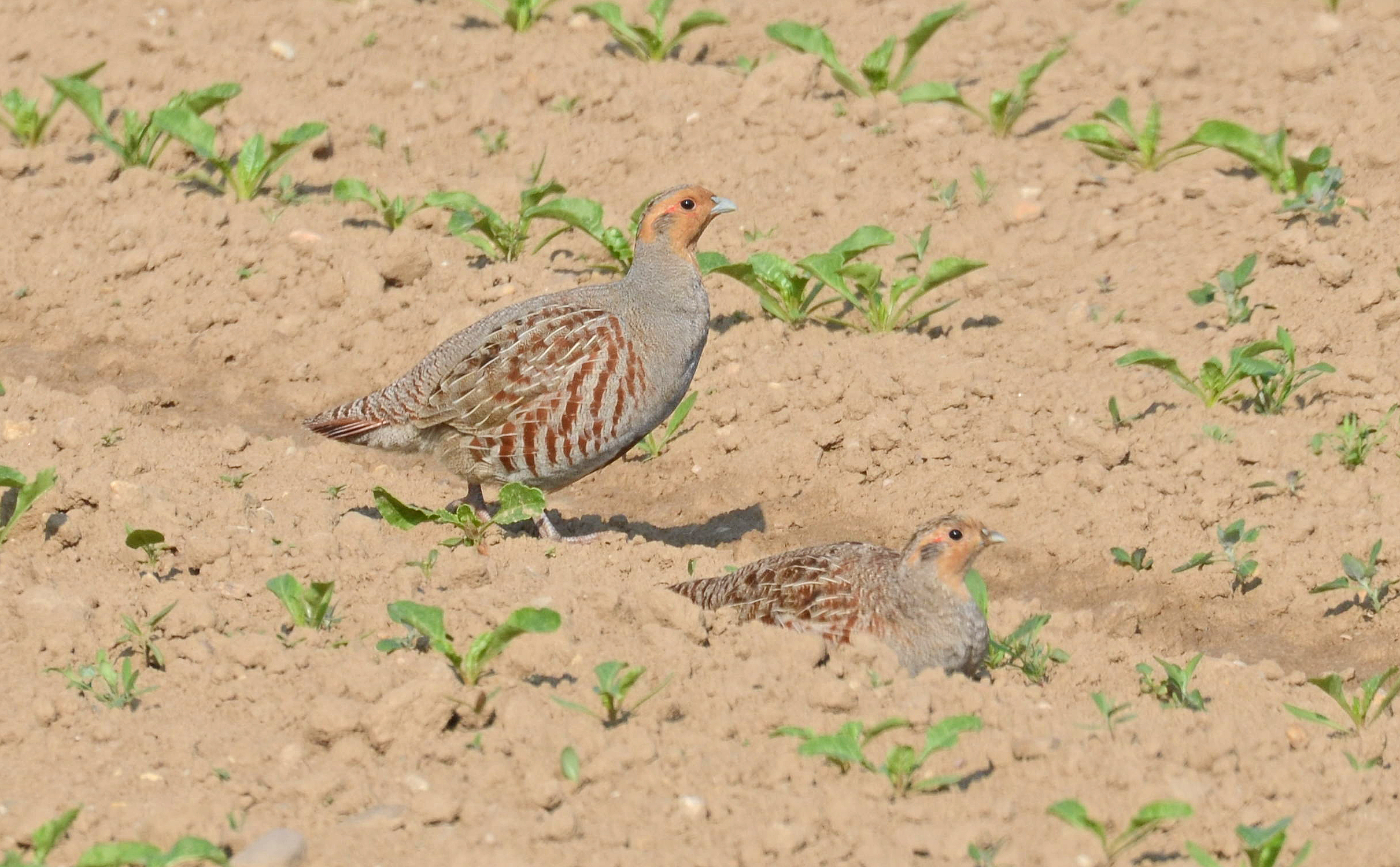 Rebhühner ©M.Schindler