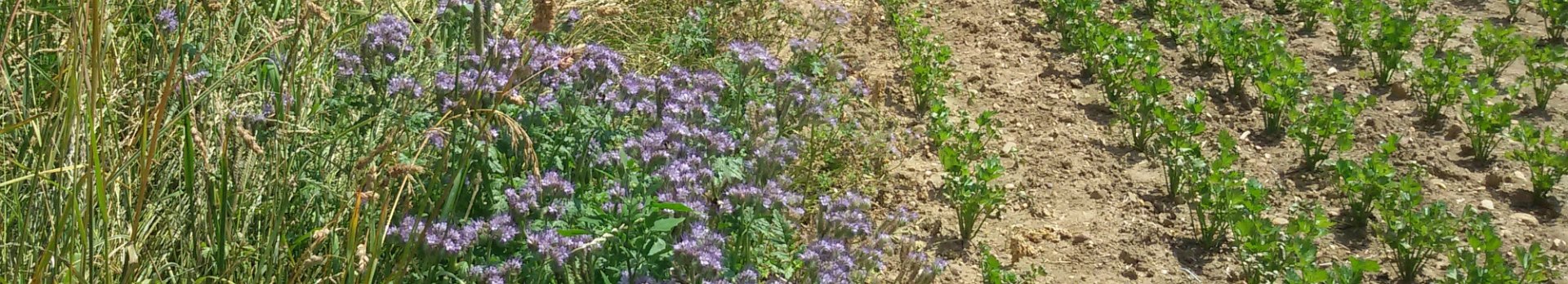 Bienenfreund neben Sellerie