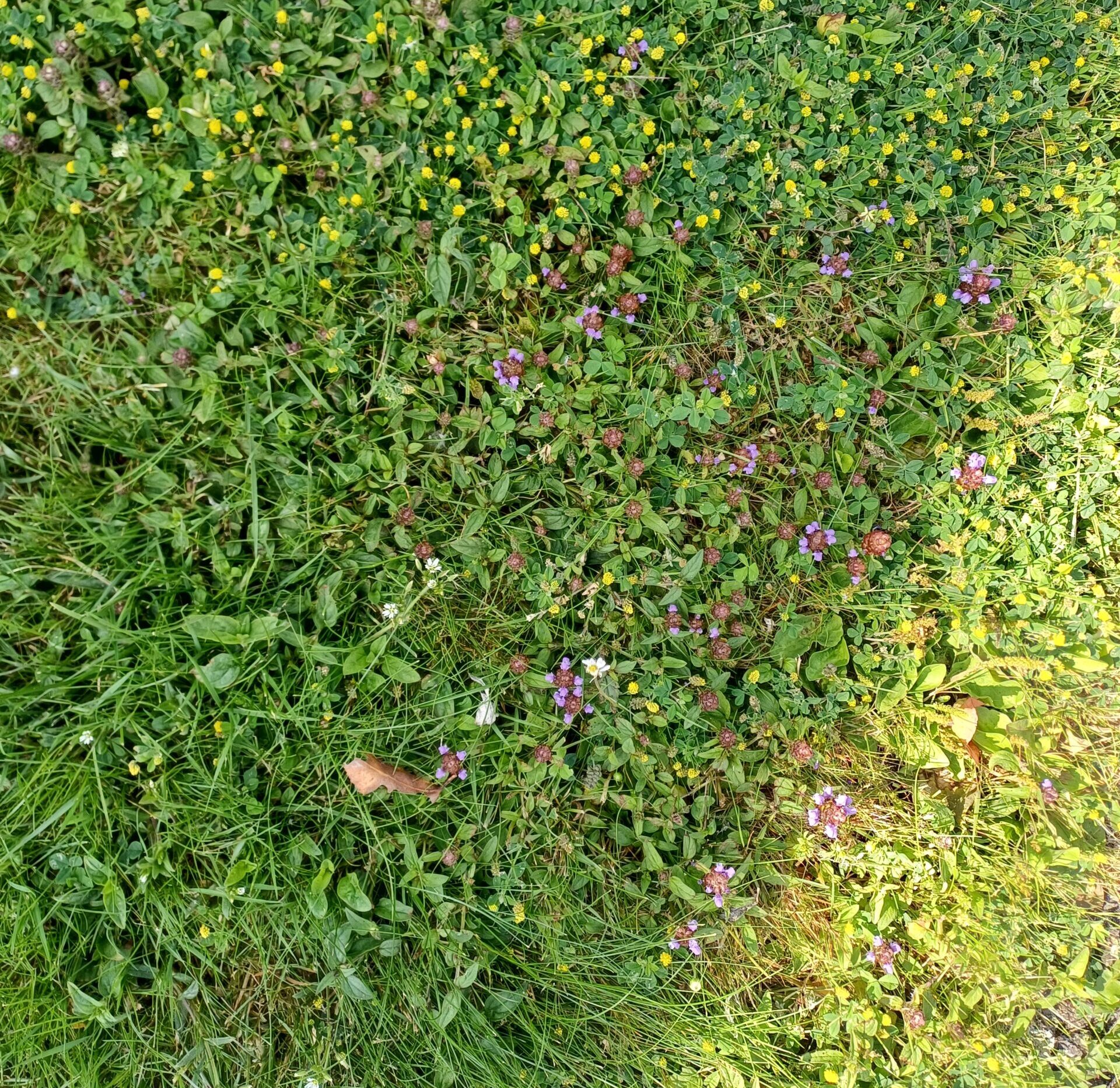 Blumenrasen
