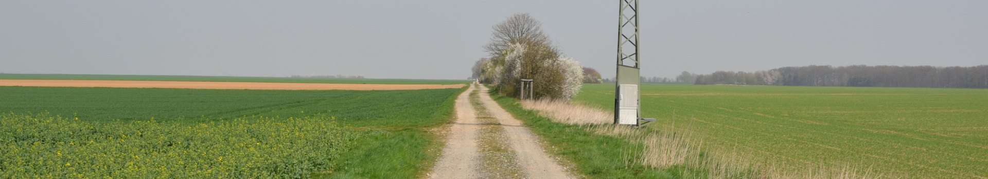 Bördelandschaft bei Scheuren