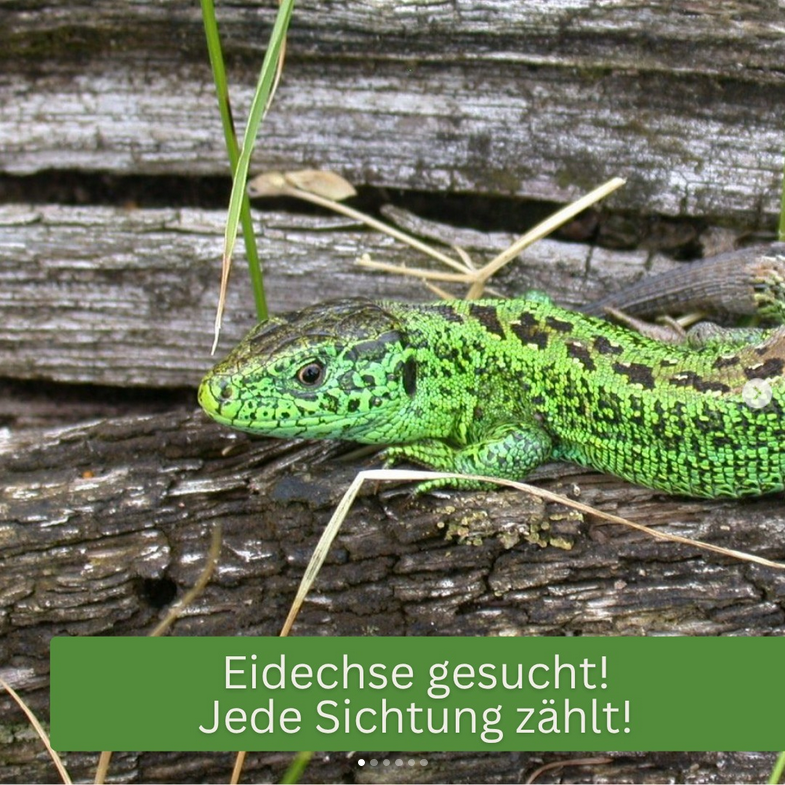 Eidechse