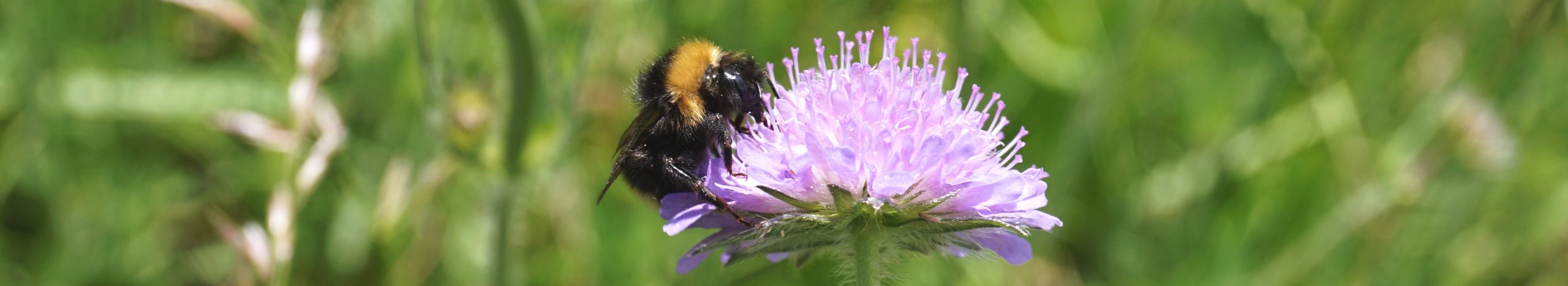 Erdhummel auf Ackerwitwenblume