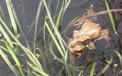 Amphibien im Königsdorfer Forst