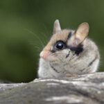 Online-Vortrag: Der Gartenschläfer – der unbekannte Bilch mit der Zorro-Maske