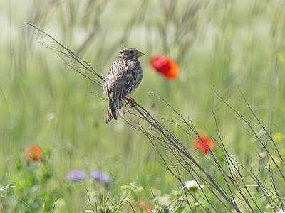 Verschoben! Feldvogelmonitoring im Rhein-Erft-Kreis