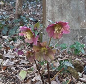 Orientalische Nieswurz (Helleborus orientalis)