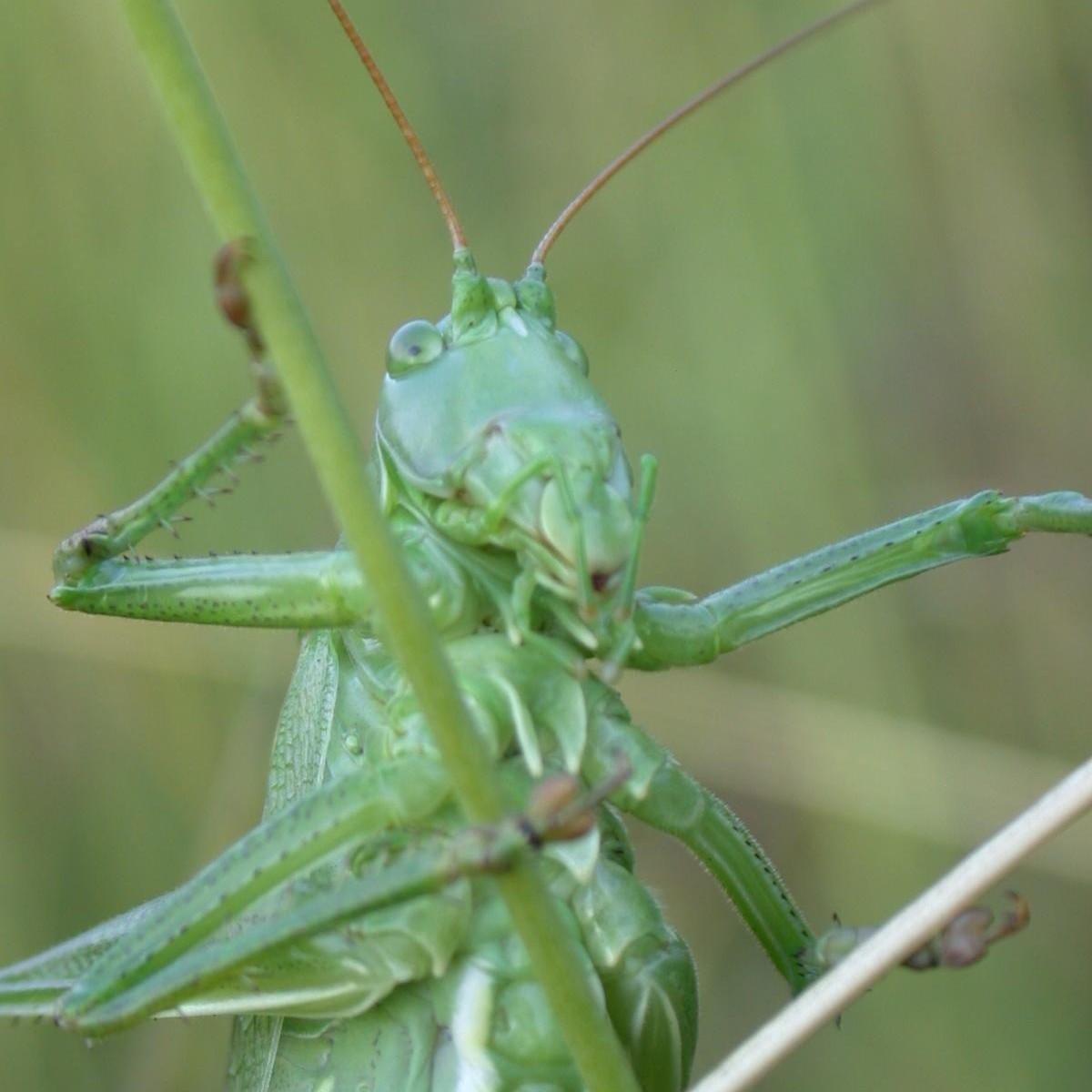 Bildervortrag: Von Heupferden und Fettwiesen
