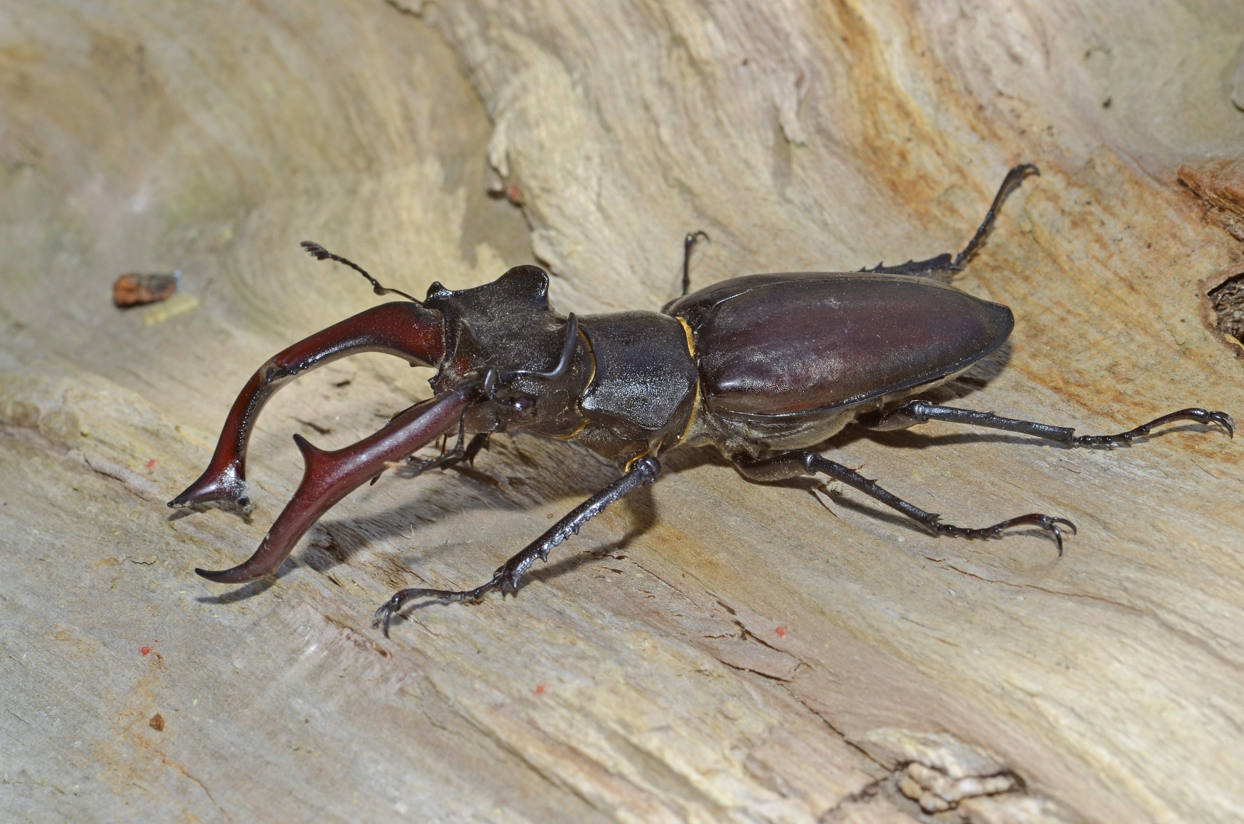 männlicher Hirschkäfer