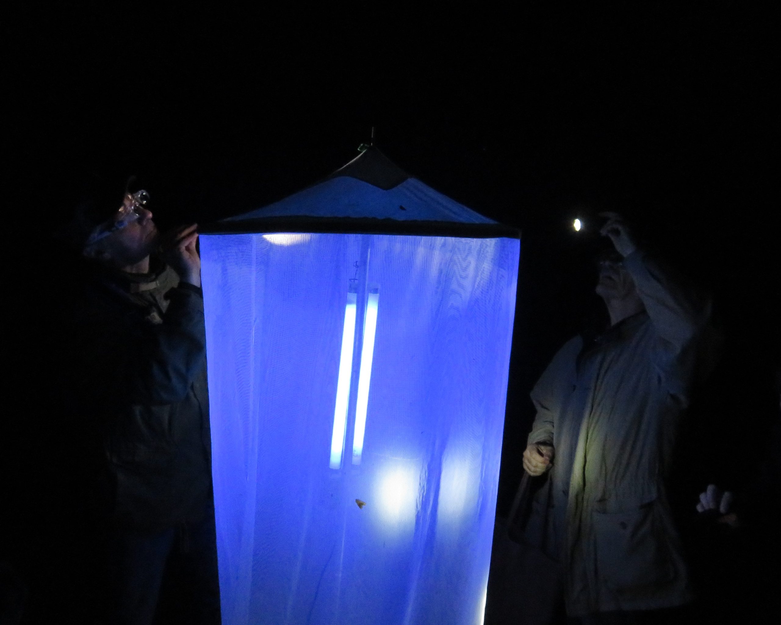 Leucht-Aktion: Insekten bei Nacht