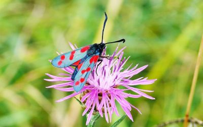 Der insektenfreundliche Garten