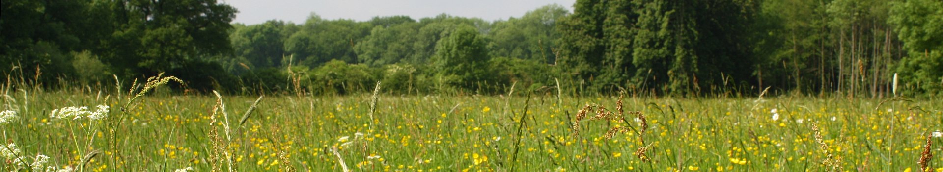 Blühende Wiese im NSG Kerpener Bruch
