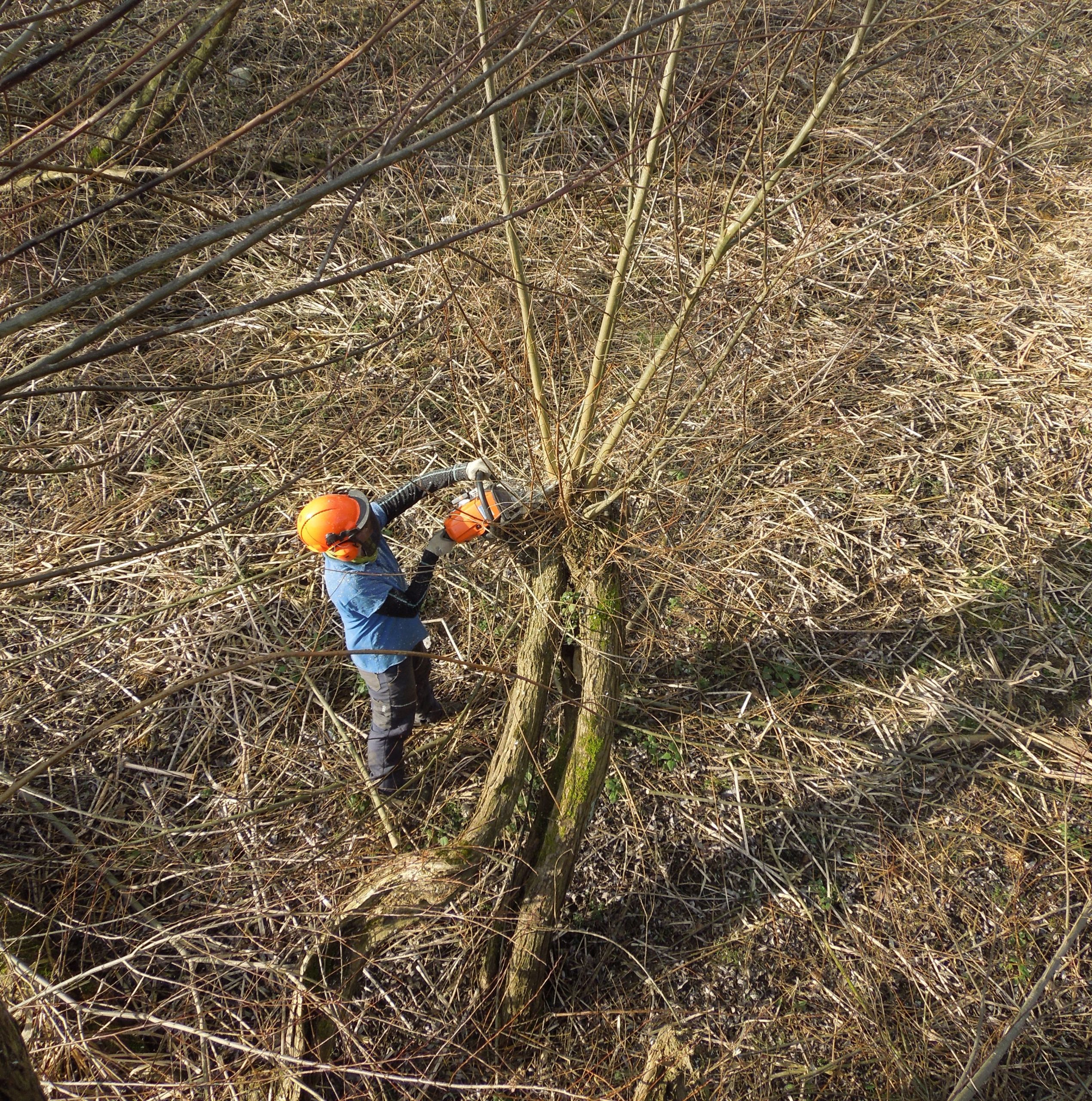 Pflegeschnitt der Kopfweiden