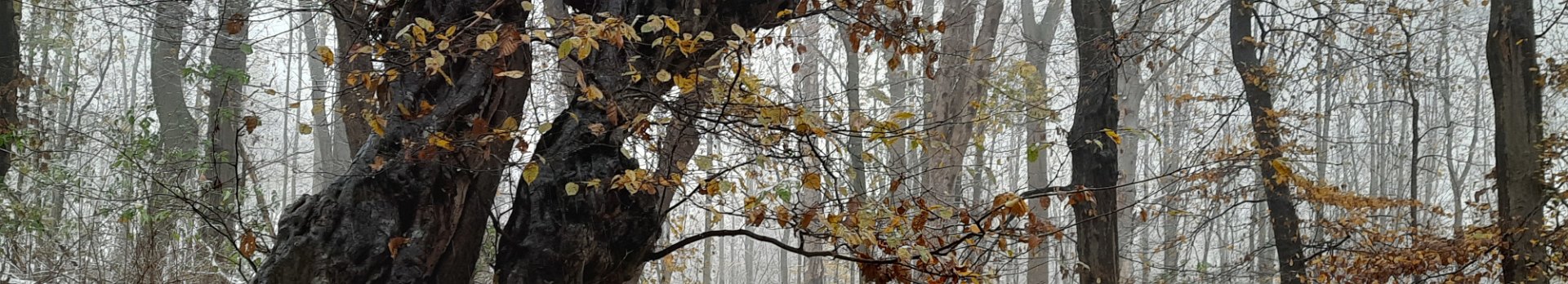 Laubwald-im-Winter