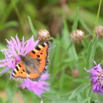 Workshop: Insekten- und Pflanzenbestimmung per App