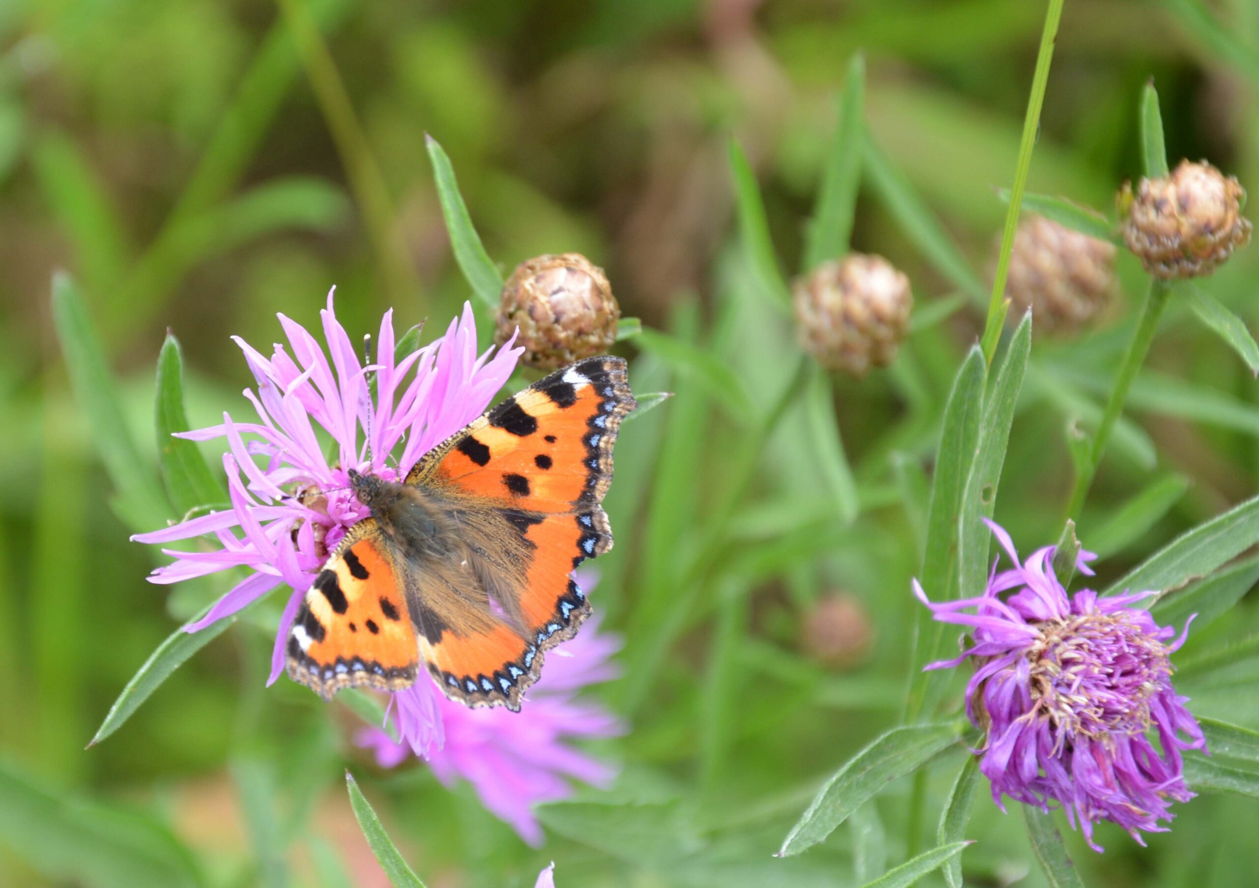 Workshop: Insekten- und Pflanzenbestimmung per App