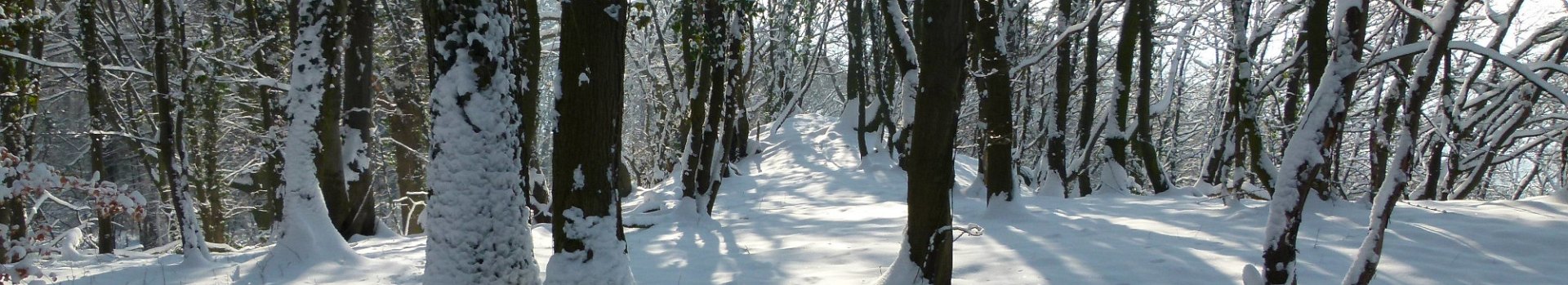 Niederwald-im-Schnee