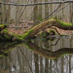 Moose im Kottenforst