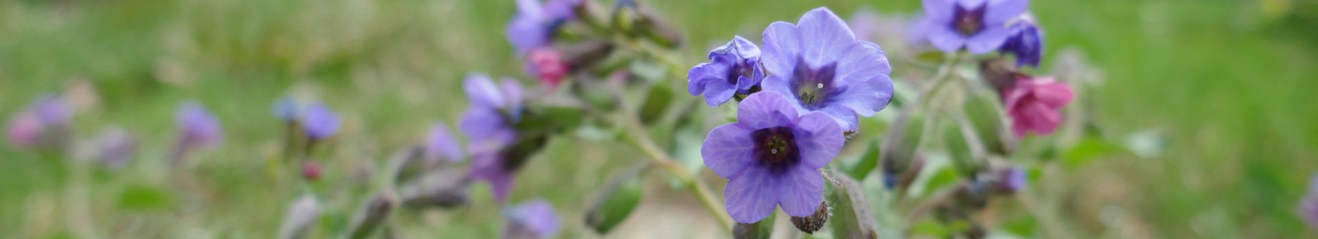 Pulmonaria officinalis