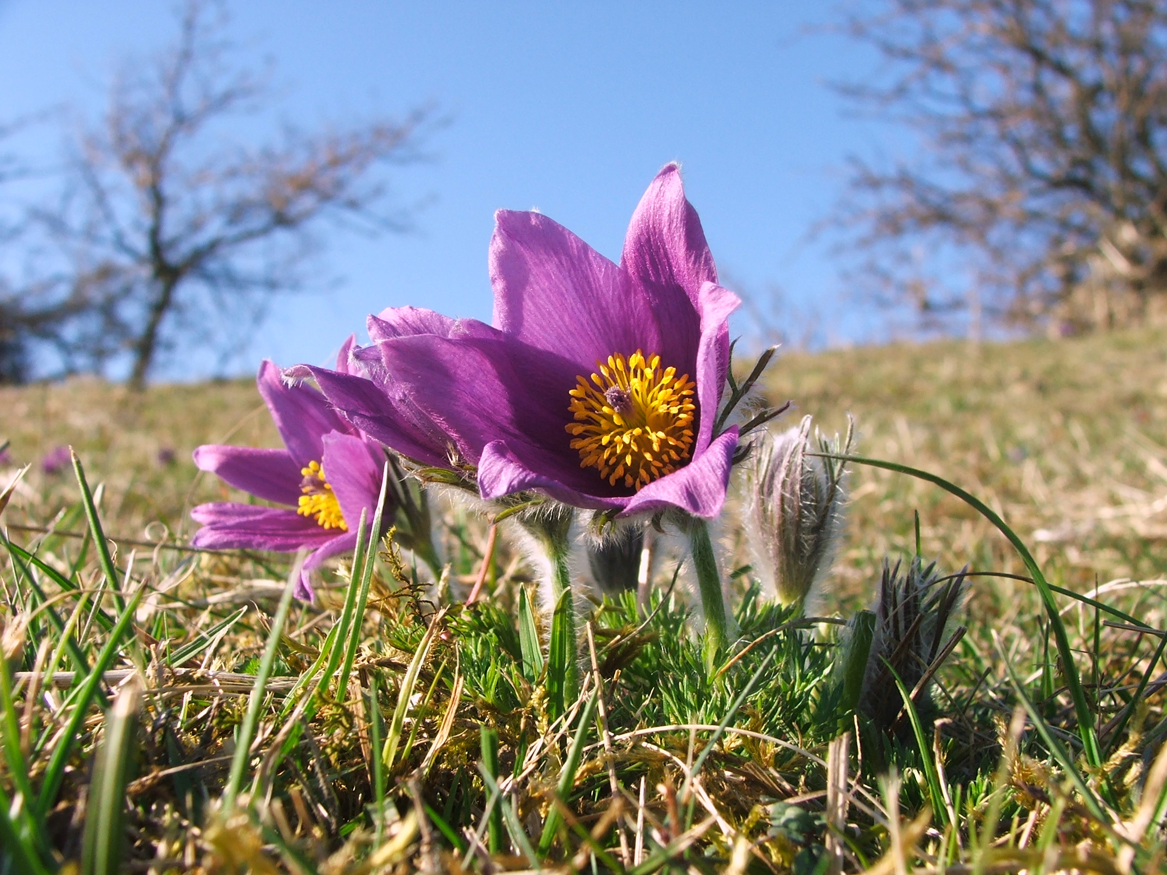 Gewöhnliche Küchenschelle (Pulsatilla vulgaris)