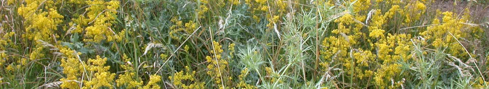 Blütenpflanzen besonderer Lebensräume