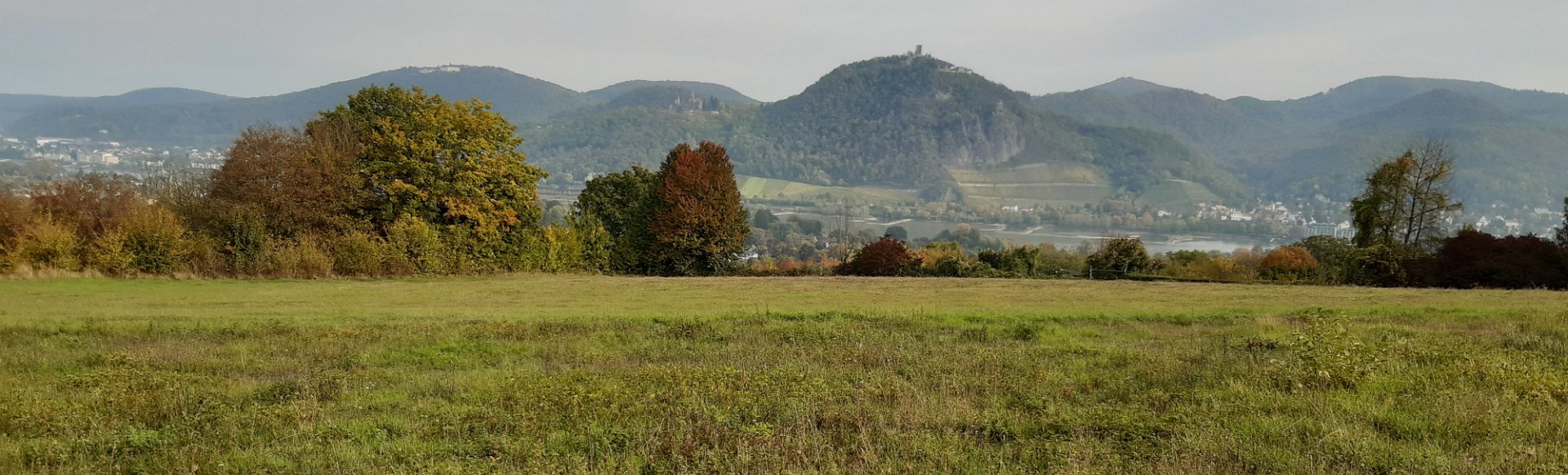 Das Naturschutzgebiet Rodderberg und seine Wildbienenfauna