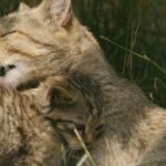 Die Wildkatze im Ennert