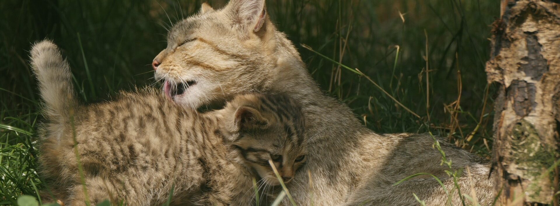 Die Wildkatze im Ennert