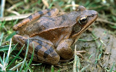 Taschenlampenexkursion zu Springfrosch, Kammmolch & Co im Kottenforst