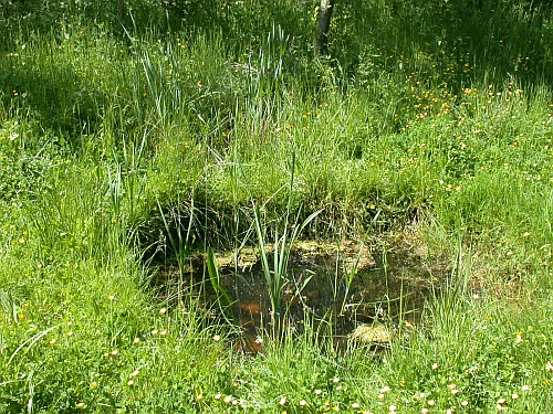 Wasser im Garten: Von Regenwassernutzung zu kleinen und größeren Gartenteichen