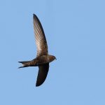 Feldvogelmonitoring im Rhein-Erft-Kreis