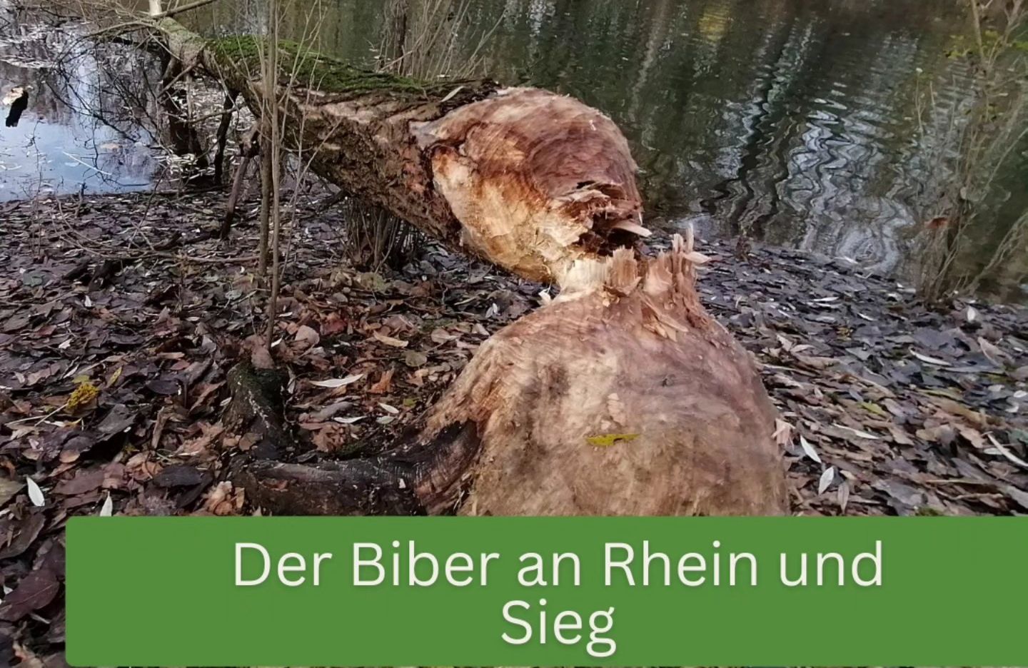 Ein Wasserbauingenieur kehrt zurück: der Biber an Rhein und Sieg