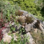 Mit heimischen Sträuchern und Hecken zur Insektenvielfalt beitragen
