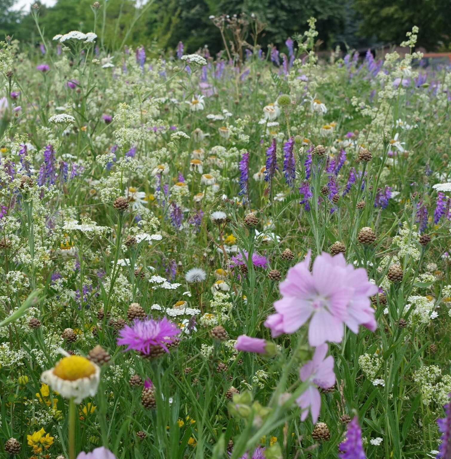Wildblumenwiese
